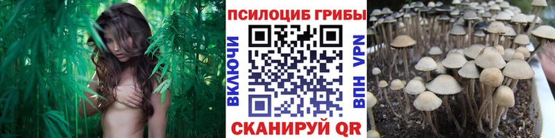 Псилоцибиновые грибы MAGIC MUSHROOMS  Купить  Болохово 